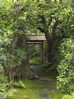 19. Mono-no-aware - Um sentimento de impermanência - Centro de Chado  Urasenke do Brasil